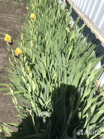 Ирисы луковицы