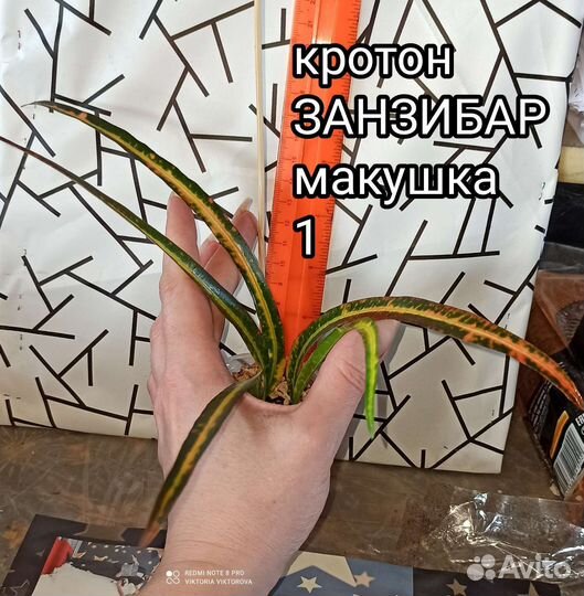 Кротоны кодеиумы разные