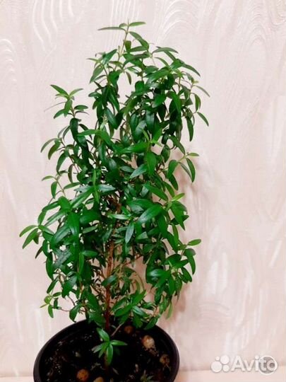 Мирт. Комнатные цветы