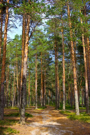 Участок 14 сот. (ИЖС)