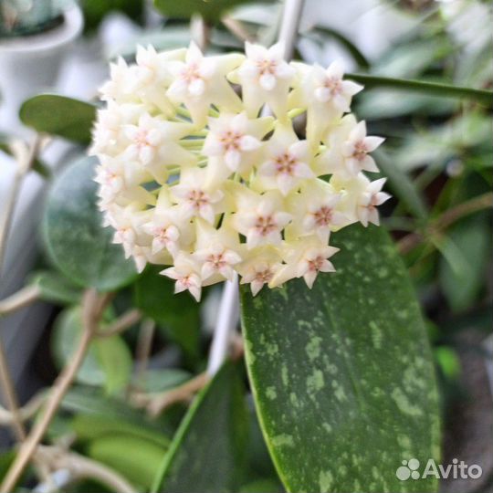 Hoya Carnosa Tricolor (срез)