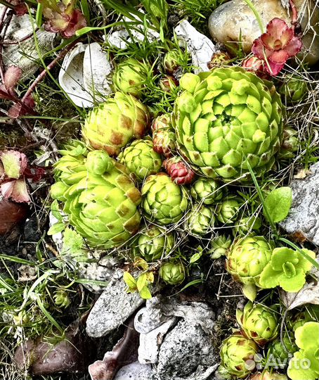 Очитки садовые