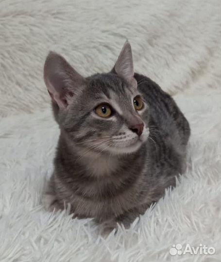 Котята подростки стерилизованы в добрые руки