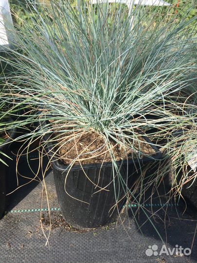 Декоративные злаки