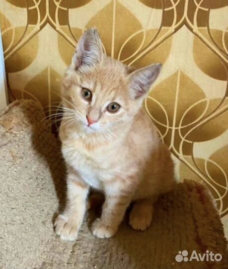 Рыжий малыш в поисках дома