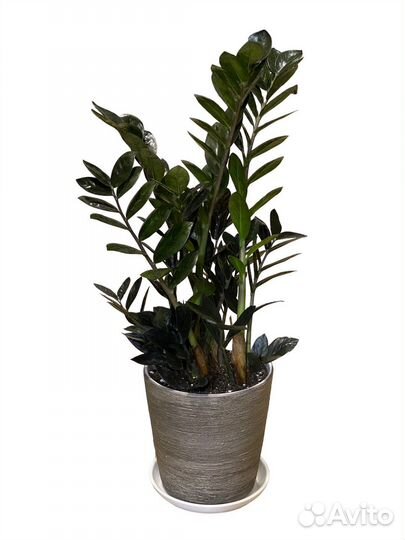 Замиокулькас черный равен