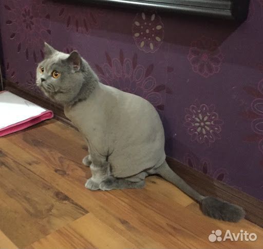 Стрижка кошек с выездом на дом. Гигиеническая