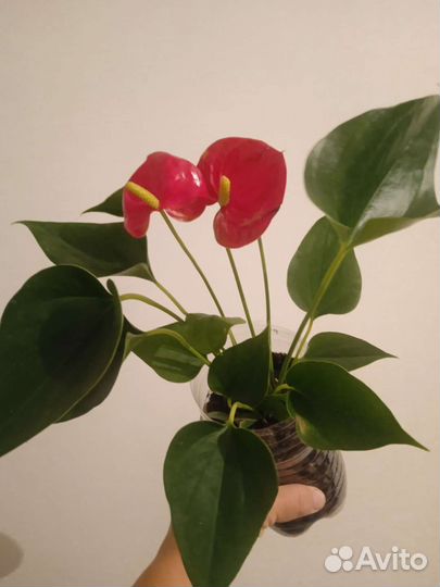 Антуриум Андре Ред Винер