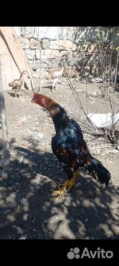 Бойцовые петухи