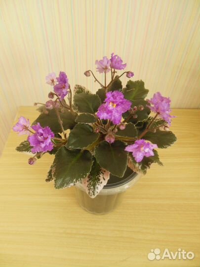 Цветущие фиалки