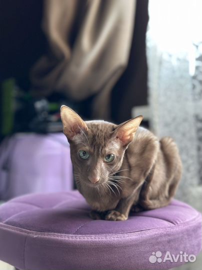 Ориентальная