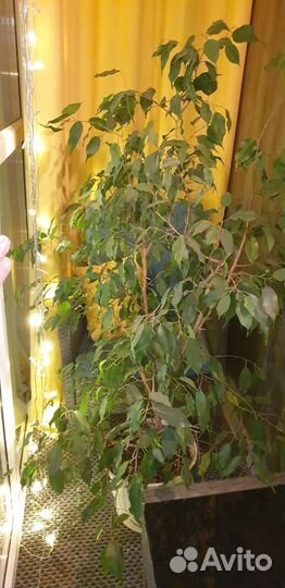 Фикус Бенджамина и Монстера