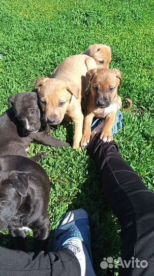 Щенята в добрые руки