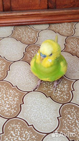 Волнистый попугай в добрые руки