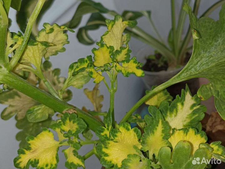 Колеус Wild lime