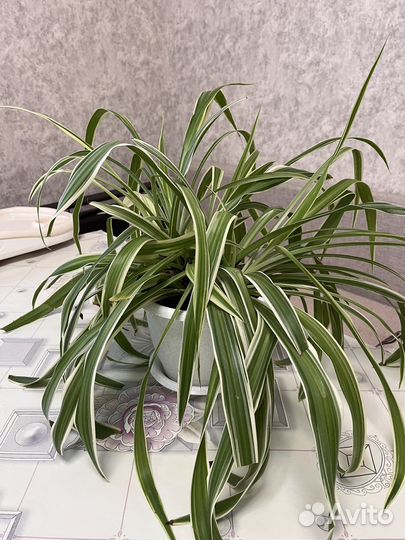 Хлорофитум