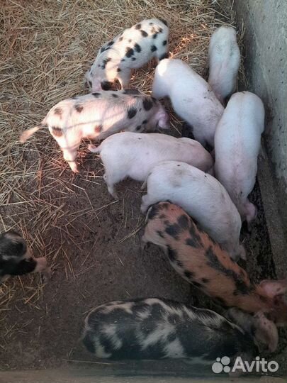 Поросенок ландрас дурок