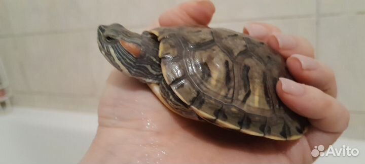 Красноухая черепашка ищет хозяина