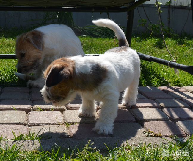 Джек рассел, мальчик и девочка