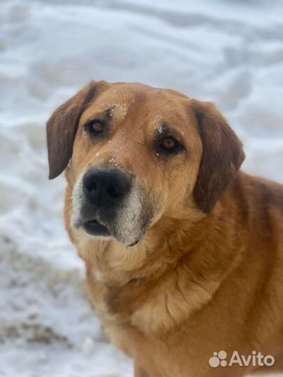 Добрейший пес ищет дом