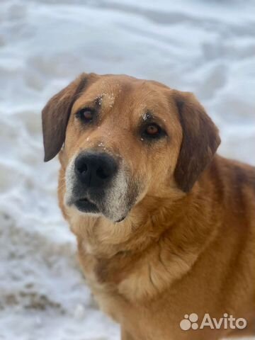 Добрейший пес ищет дом