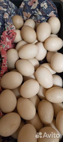 Инкубационное яйцо индоутки