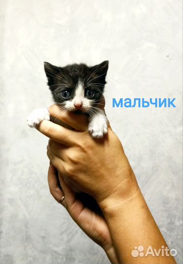 Кошка в дар бесплатно