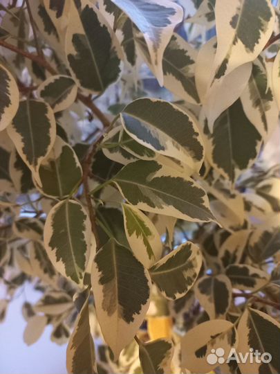 Фикус бенджамина пестролистный