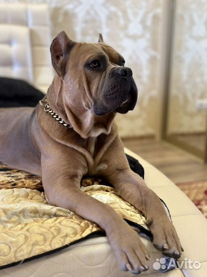 Вязка кабеля амерамерикий булли XL