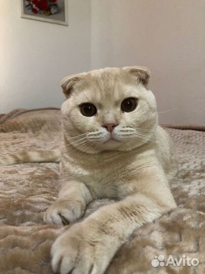 Шотландский кот вязка