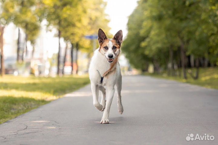 Собака в добрые руки