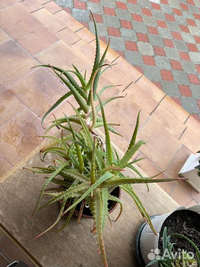 Алоэ лечебный