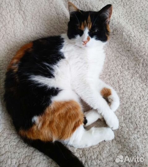 Кошка в дар