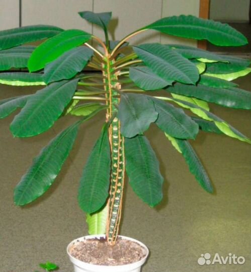 Молочай беложильчатый