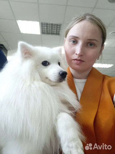 Японский шпиц2 щеночки