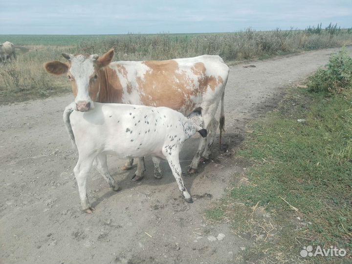 Телки, коровы, бычки