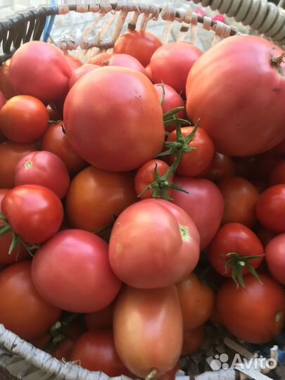 Помидоры домашние
