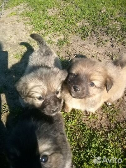 Щенки девочки от маленькой собачки