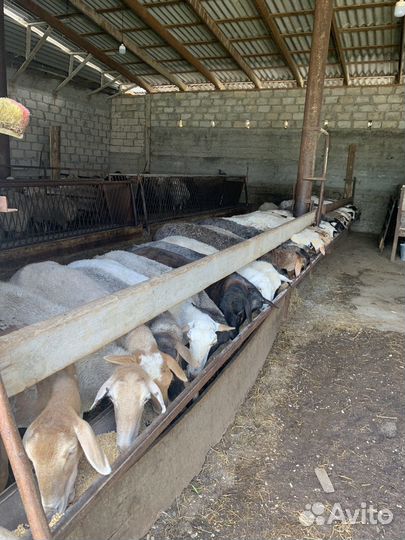 Овцы бараны