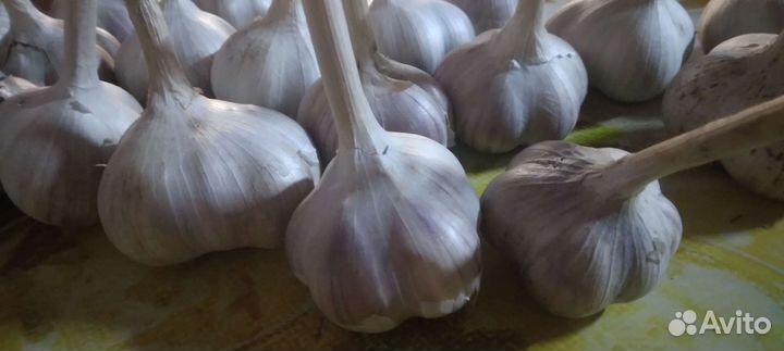 Семена чеснока