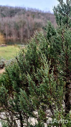 Можжевельник