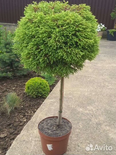 Туя на штамбе Голден Таффет