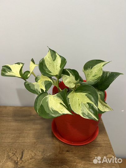 Сциндапсус хеппи лиф