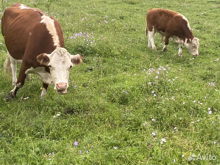 Бычки и быки