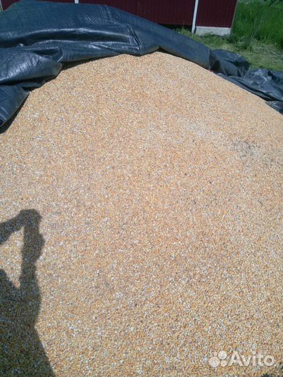 Кукуруза зерно