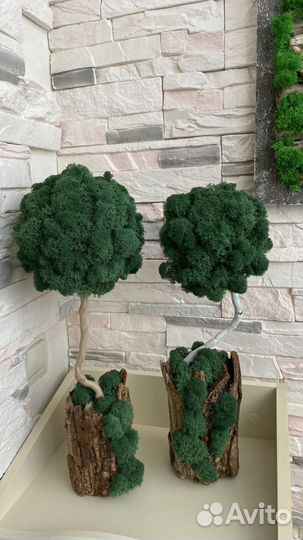 Деревце из мха