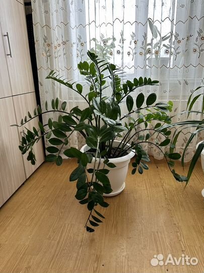 Замиокулькас