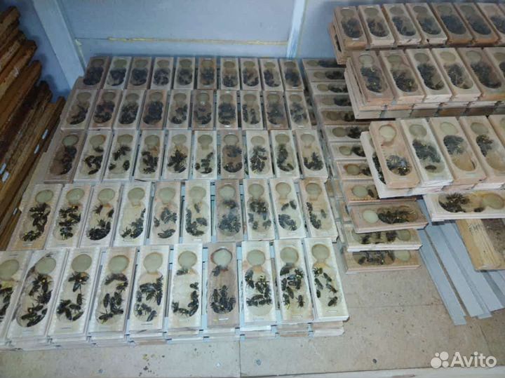 Пчеломатки 2024