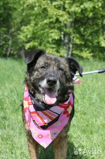 Собака в дар