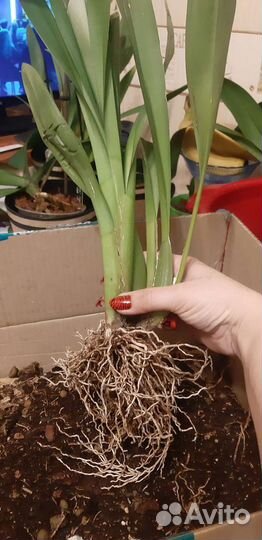 Орхидея камбрия Кататанте